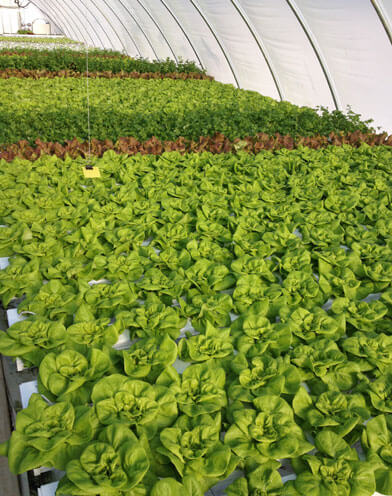 Interior of the Meck's Hydroponic greenhouse.