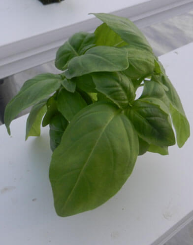 Basil being grown in the Meck's Hydroponic Greenhouse.
